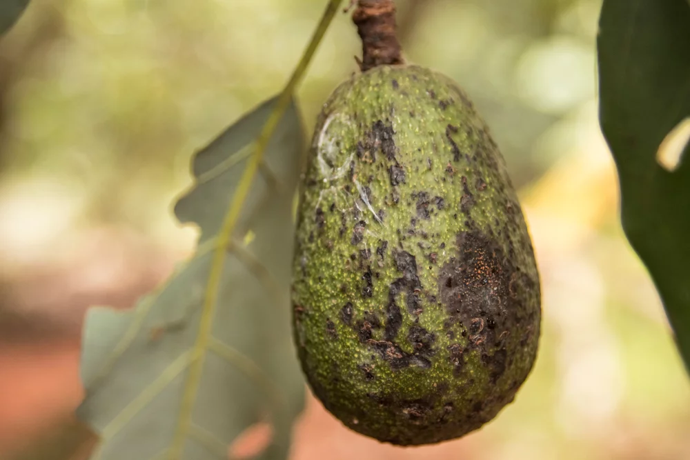 ¿Cuál es la mejor manera de prevenir y tratar enfermedades comunes de los árboles de aguacate?