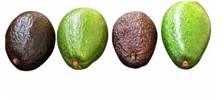 ¿Cuál es la mejor época del año para comprar aguacates frescos?