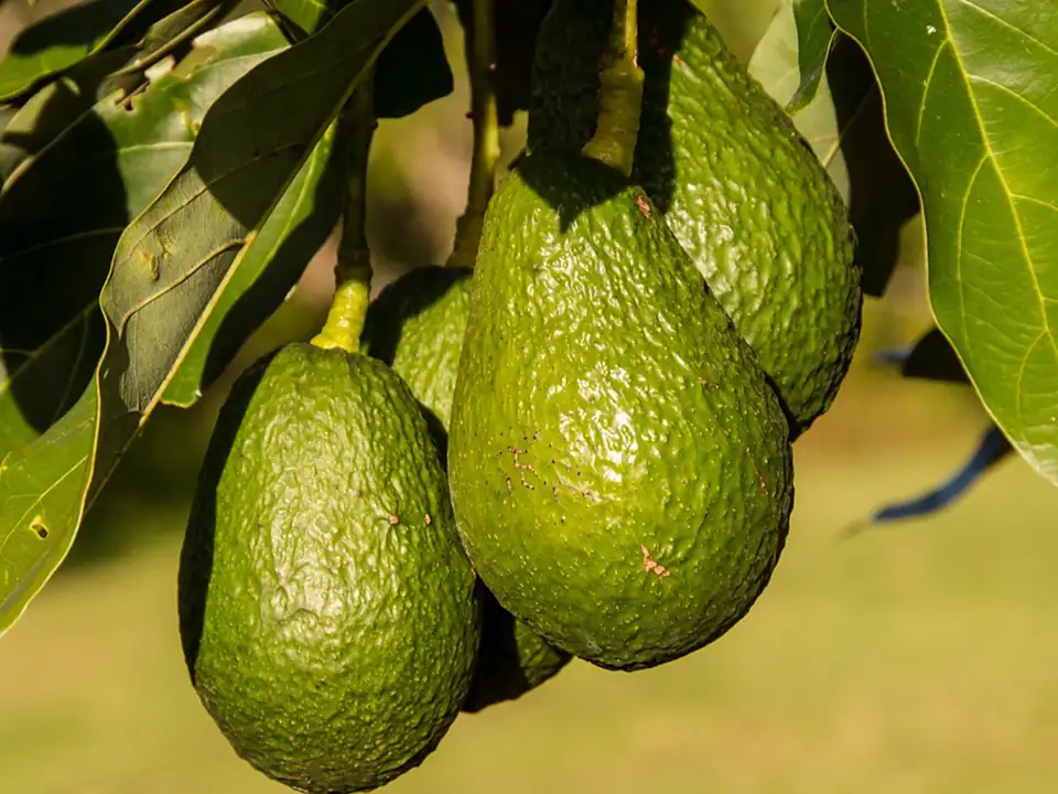 ¿Cuál es el origen y la historia del aguacate?