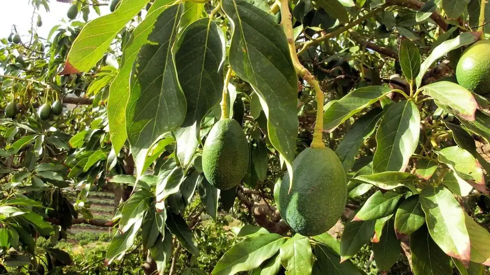 ¿Cómo puedo obtener aguacates de árboles en mi propio jardín?