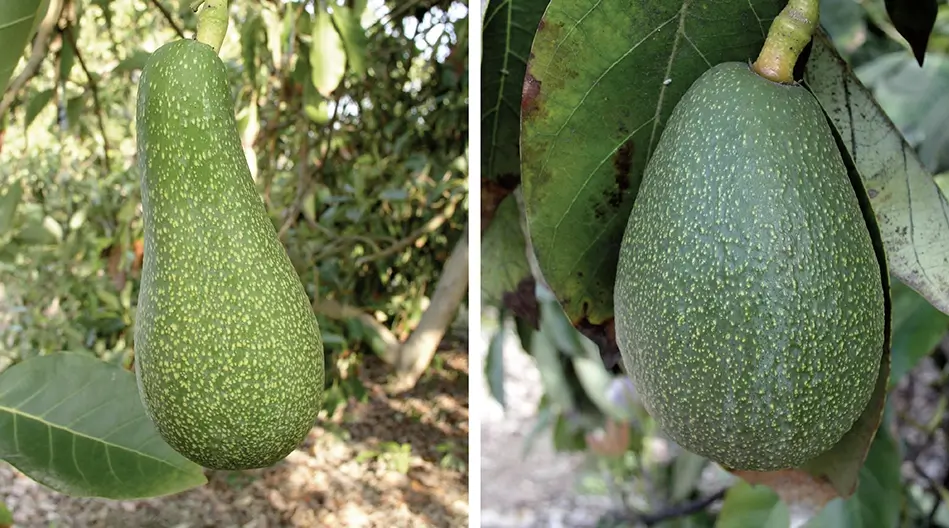 ¿Existen variedades de aguacate más adecuadas para climas fríos?