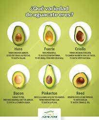 ¿Qué tipos de aguacates existen y cuál es su diferencia?