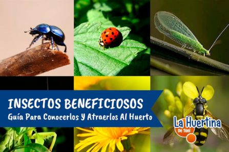 ¿Cuáles son los insectos beneficiosos para el cultivo de aguacate?