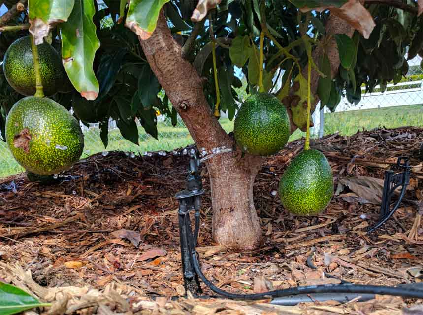 ¿Cuál es el mejor momento para regar los árboles de aguacate?